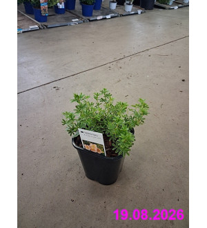Potentilla frut. 'Daydawn' C 1,4 L